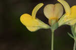 Bird's-foot trefoil